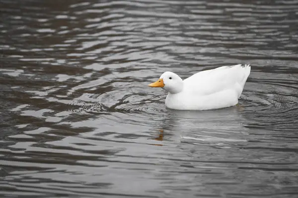 Одинокая Белая Утка Плывущая Спокойному Пруду — стоковое фото