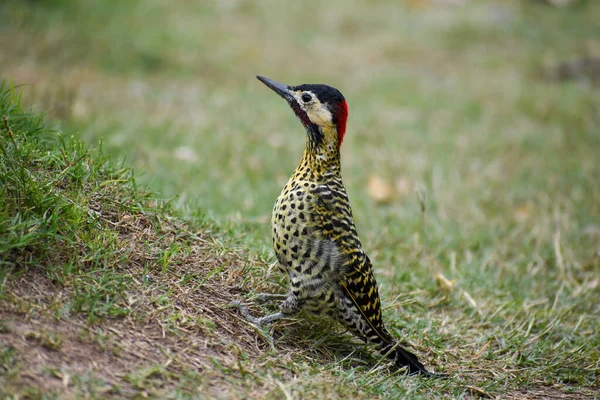 Green Barred Woodpecker Colaptes Melanochloros Ground Seen Buenos Aires — Stock Photo, Image
