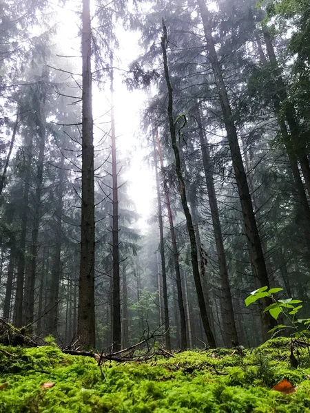 Plan Vertical Longs Arbres Verts Dans Forêt Avec Des Rayons — Photo