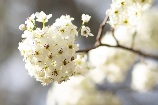Closeup Shot Cherry Blossom Blurred Background — Stock Photo, Image