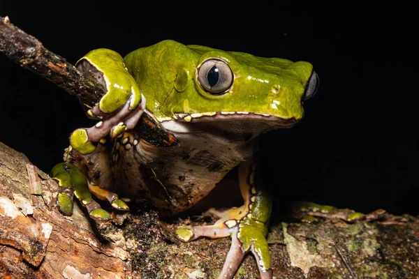 It is a large frog that expels a poison that is used in rituals by shamans, this poison is given to people and causes hallucinations