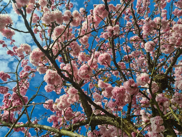 在晴朗的天空下 一棵枝头茂密的樱桃树 枝头上挂满了粉红色的花朵 — 图库照片