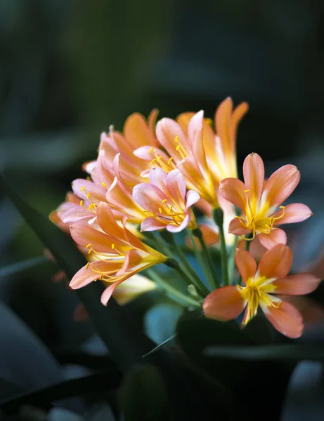 Selective Focus Shot Natal Lily Flowers — Stock Photo, Image