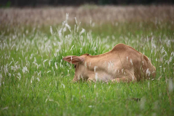 Μια Όμορφη Αγελάδα Apos Μοσχάρι Κοιμάται Στο Χωράφι Στο Μπαγκλαντές — Φωτογραφία Αρχείου