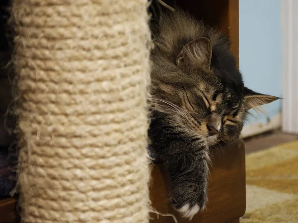 Primer Plano Gatito Dormido Mullido Cama —  Fotos de Stock