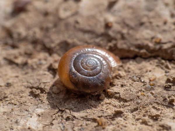 Close Shot Snail Shell Ground — Stock Photo, Image