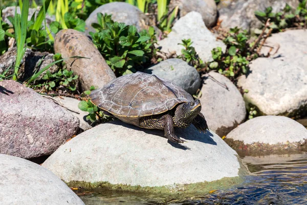 Tortoise Sunny Day — Stock Photo, Image