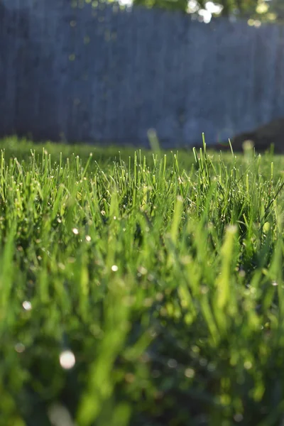 太陽の下で新鮮にカットされた露草の垂直選択フォーカスショット — ストック写真