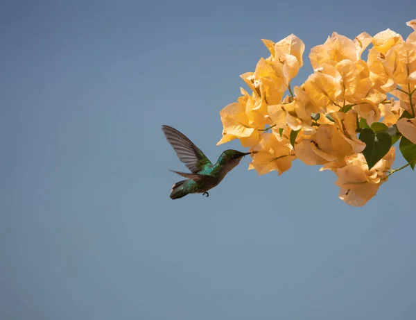 Ένα Κοντινό Πλάνο Του Antillean Κρεμασμένο Κολιμπρί Ένα Κίτρινο Λουλούδι — Φωτογραφία Αρχείου