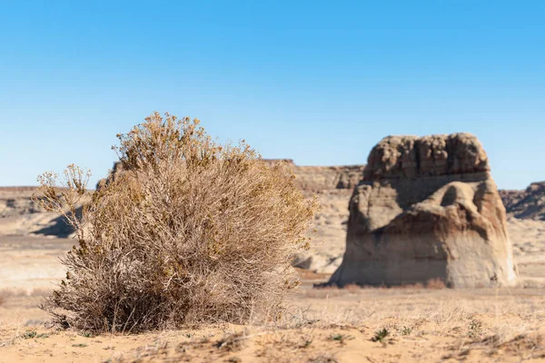Haloxylon Ammodendron Plant Next Rock Formation Desert — Stock Photo, Image