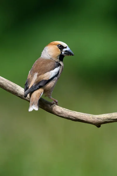 Almindelig Grosbeak Sød Lille Fugl Sit Miljø Dyrelivet - Stock-foto