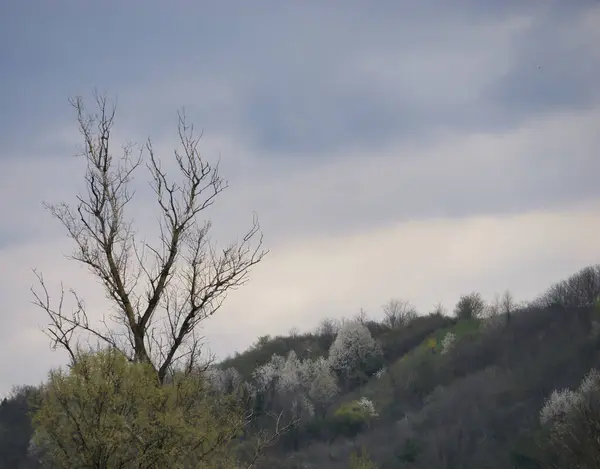 Gołe Drzewo Zboczu Wzgórza Pod Chmurnym Niebem — Zdjęcie stockowe
