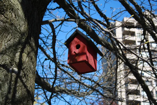 Una Casa Pájaros Rojos Madera Árbol Del Centro Vancouver British —  Fotos de Stock