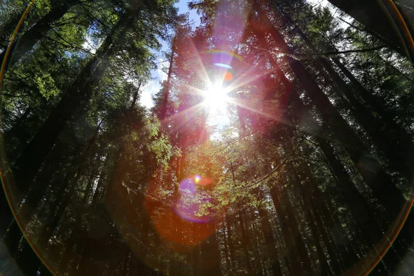 背の高い緑の木々に輝く明るい日差し — ストック写真