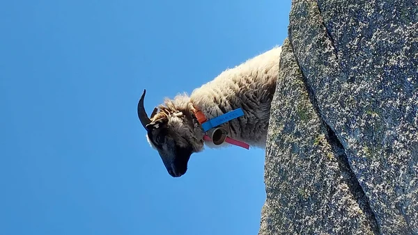 Close White Mountain Goat Standing Top Cliff Bell Its Neck — Stock Photo, Image