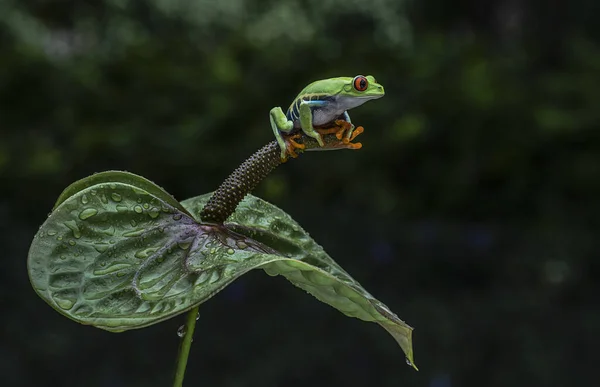 Kırmızı Gözlü Ağaç Kurbağası Bulanık Bir Arka Planı Olan Bir — Stok fotoğraf