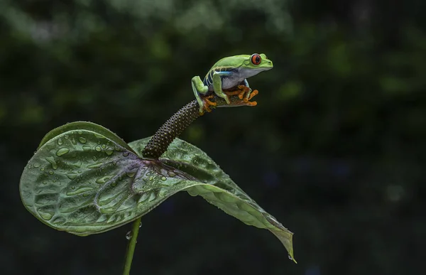 Una Rana Ojos Rojos Sobre Una Rama Una Planta Con — Foto de Stock