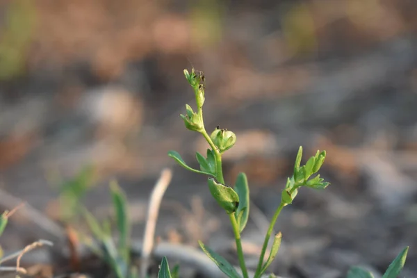 在模糊的背景下 Thamnosma植物的特写 — 图库照片