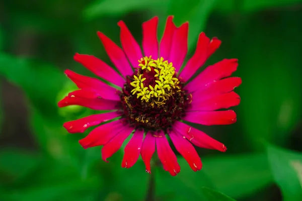 Selective Focus Pink Helenium Flower Blooming Garden Green Grass Background — Stock Photo, Image