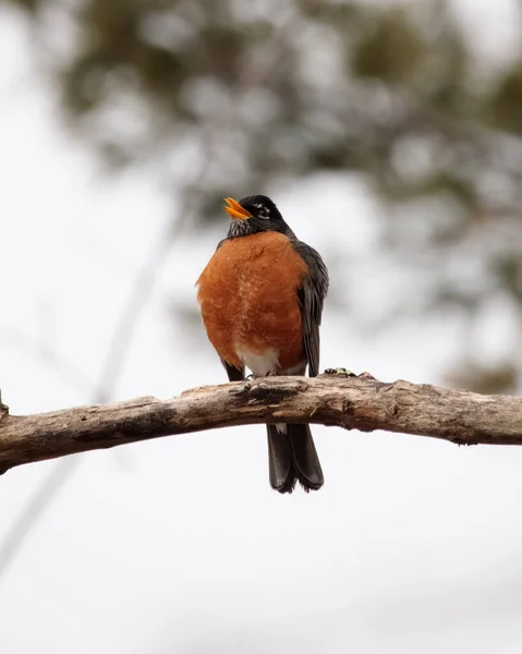 Sebuah Gambar Vertikal Dari Burung Robin Bertengger Cabang — Stok Foto