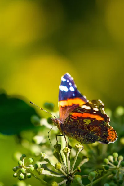 Eine Selektive Fokusaufnahme Des Admiralfalters Der Blume Einem Garten Basel — Stockfoto