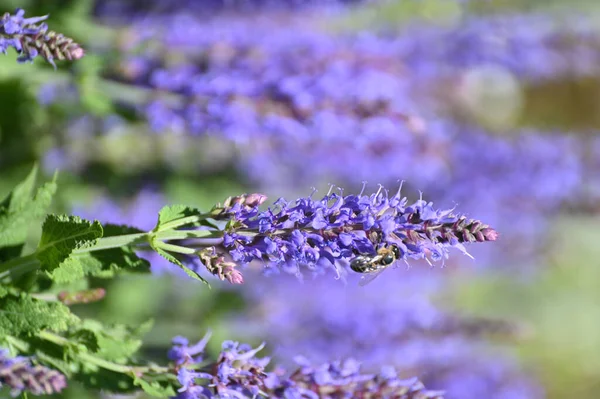 Селективный Снимок Пчелы Собирающей Пыльцу Фиолетовых Цветов Шалфея — стоковое фото