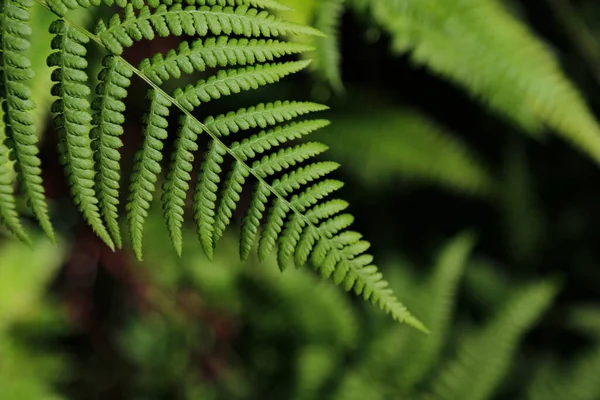 Een Selectieve Focus Shot Van Een Groene Varen Frond Wazige — Stockfoto