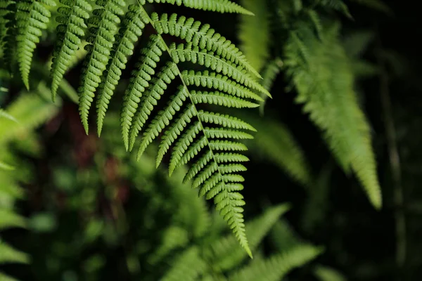 Une Fougère Dame Fronde Dans Fond Naturel Flou — Photo