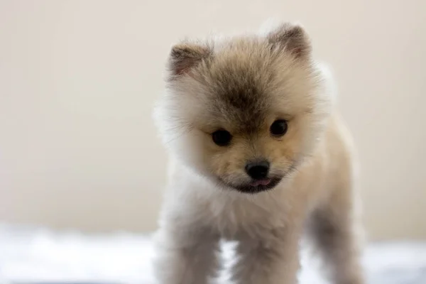 Yatağın Üzerinde Sevimli Bir Pomeranya Köpeği Portresi — Stok fotoğraf