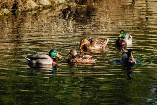 阳光灿烂的一天 一群野鸭在绿油油的水里游泳 这是一张美丽的照片 — 图库照片