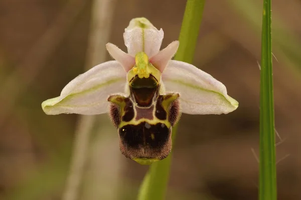 Nahaufnahme Der Weißen Blüte Der Seltenen Waldbienen Orchidee Ophrys Scolopax — Stockfoto