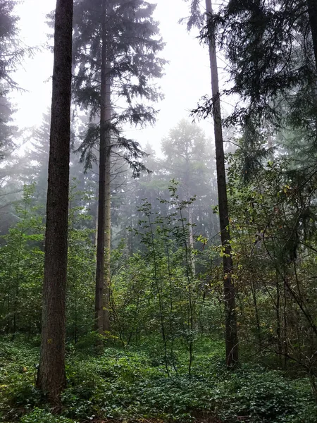 Vertikal Bild Vintergrön Skog Med Höga Träd Dimmig Dag — Stockfoto