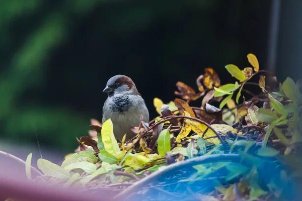 Der Spatz Herbstlichen Hinterhof Sucht Eine Mahlzeit — Stockfoto