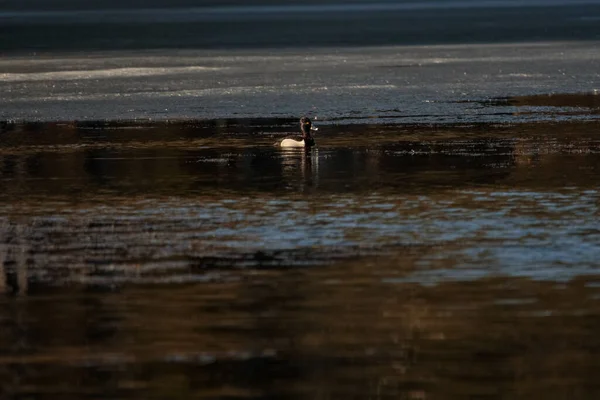 Pato Nadando Lago Escuro Floresta Dia Sombrio — Fotografia de Stock