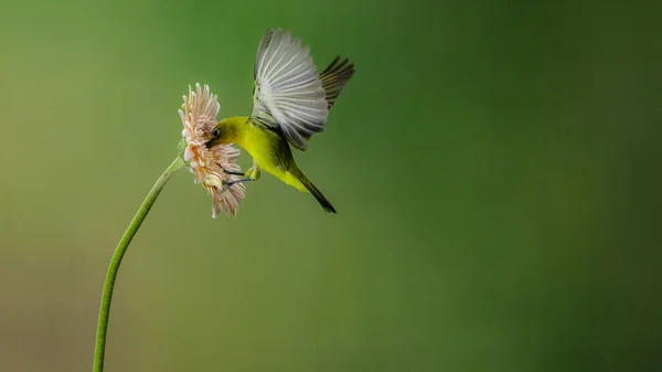 Oiseau Aux Yeux Blancs Nourrissant Nectar Une Fleur Rose Sur — Photo