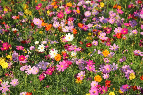 Красивые Красочные Цветы Космоса Выращенные Поле Весной — стоковое фото