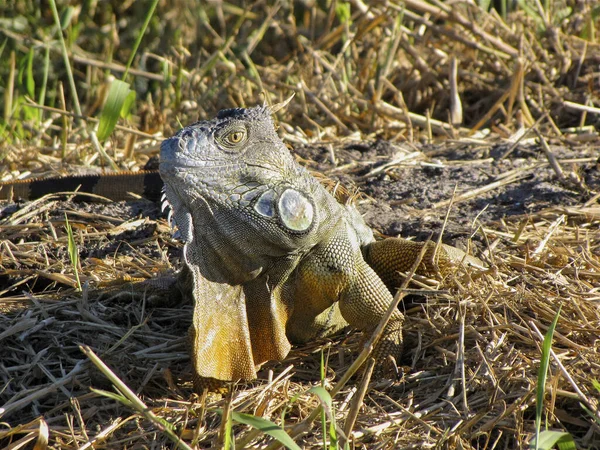 一张漂亮的绿鬣蜥的特写照片 它躺在草丛中 背景模糊 — 图库照片
