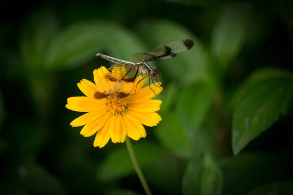 Kozmos Çiçeğinin Üzerinde Oturan Mavi Kanatlı Bir Böcek — Stok fotoğraf