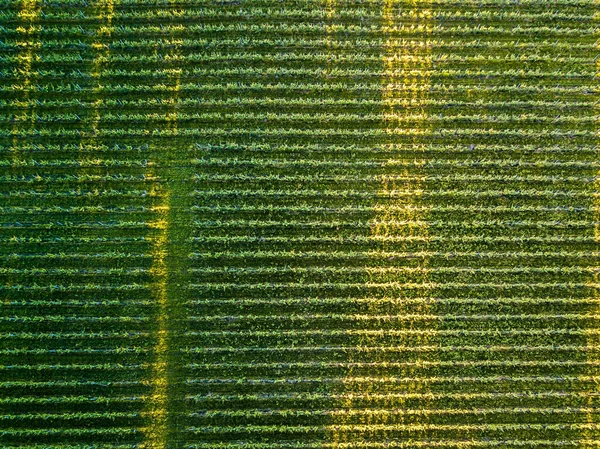 Beautiful Aerial View Farmland Rows Crops — Stock Photo, Image