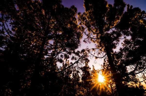 Belle Scène Matin Dans Forêt Tenerife Île — Photo