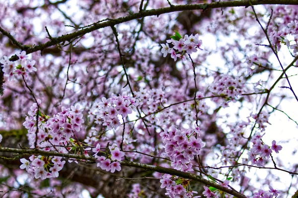 Живописный Вид Розовых Цветов Дереве Размытом Фоне — стоковое фото