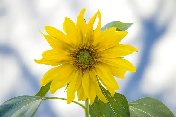 Mladý Slunečnice Velkém Detailu — Stock fotografie