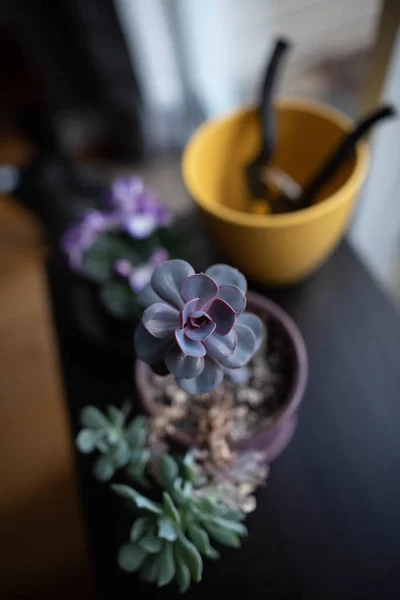 Les Plantes Intérieur Illuminent Espace Intérieur — Photo