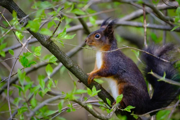 A cute brown Tree squirrel on a tree in spring