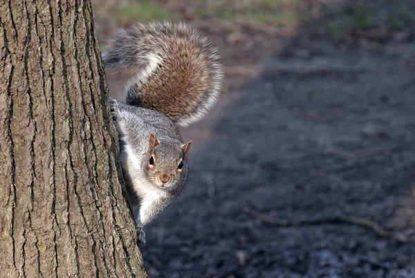 Een Close Van Een Grijze Eekhoorn Kijkend Naar Camera Boomschors — Stockfoto