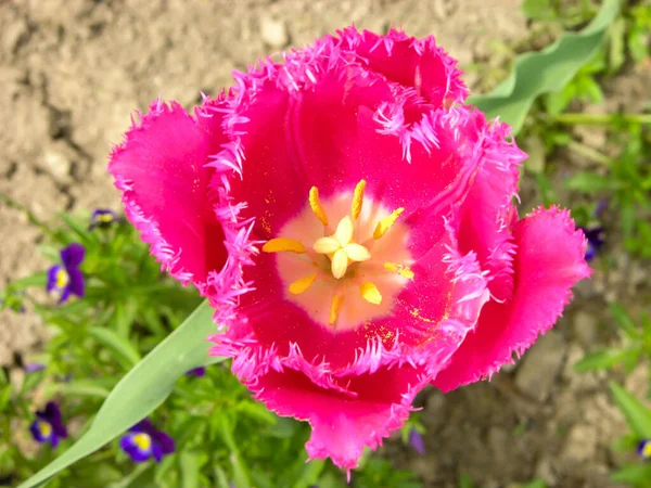 Blooming Fresh Colored Flower Green Garden — Stock Photo, Image