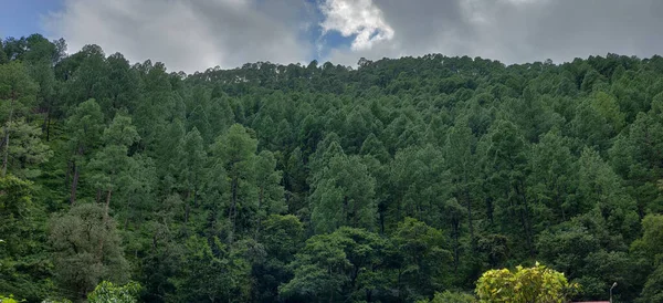 Красивые Деревья Фоне Высоких Гор — стоковое фото