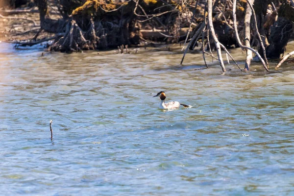 Great Crested Grebe Water Trees — Stock Photo, Image