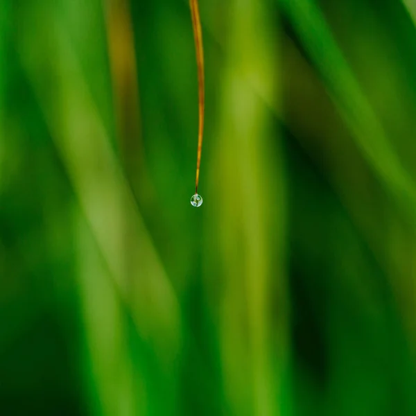 草の先端から垂れる水滴の抽象的なイメージ — ストック写真