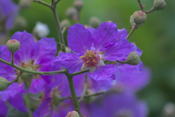 Detailní Záběr Purpurového Květu — Stock fotografie